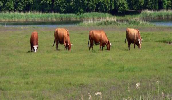 ola-travel-hotel-Knebel Strand Camping