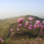 Top 5 Hotels in Emeishan, China