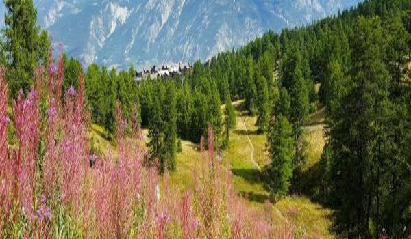ola-travel-hotel-L'Hotel Le Chamois