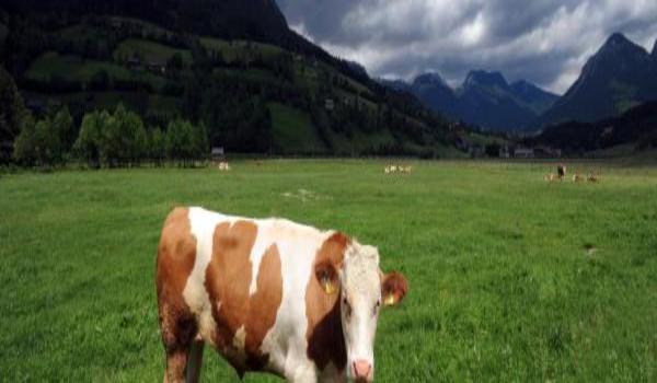 ola-travel-hotel-Alpine Club Bad Mitterndorf