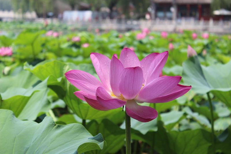 Top 5 Hotels in Beihai, China