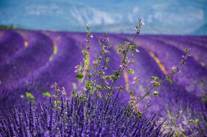 Top 5 Hotels in Saint-Jean-dʼAulps, France