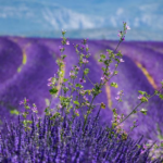 Top 5 Hotels in Saint-Sorlin-dʼArves, France