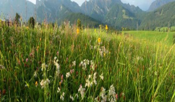 ola-travel-hotel-Hotel Brixental