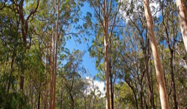 ola-travel-hotel-Silent Grove Retreat