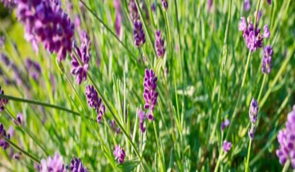 ola-travel-hotel-Auberge De Noves