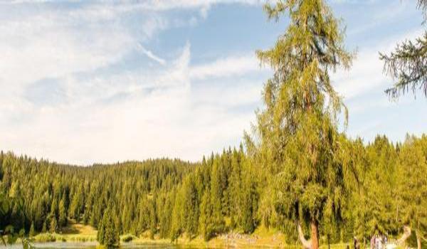 ola-travel-hotel-Hotel Ganti