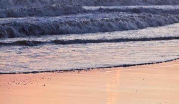 ola-travel-hotel-Pato Amarillo