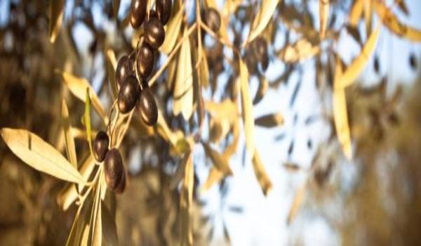 ola-travel-hotel-Hotel La Torre