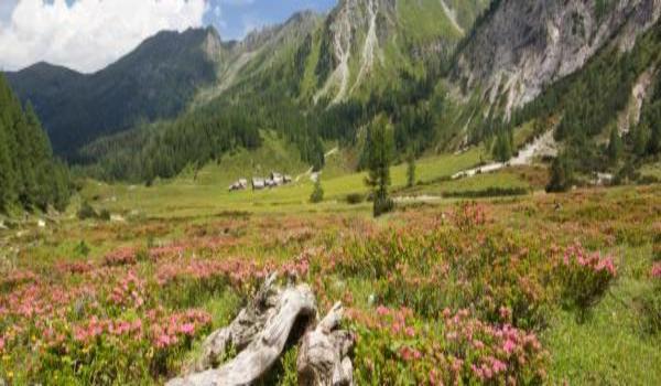 ola-travel-hotel-Hotel Alpenblick