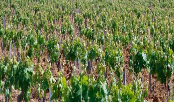 ola-travel-hotel-Le Mas de la Rose